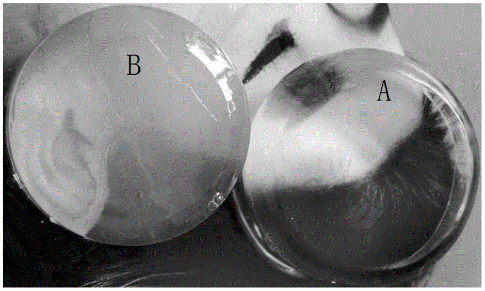 Amino acid surfactant-based transparent solid soap