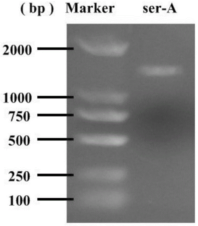 Serine protease, coding gene and application thereof from Cordyceps sinensis