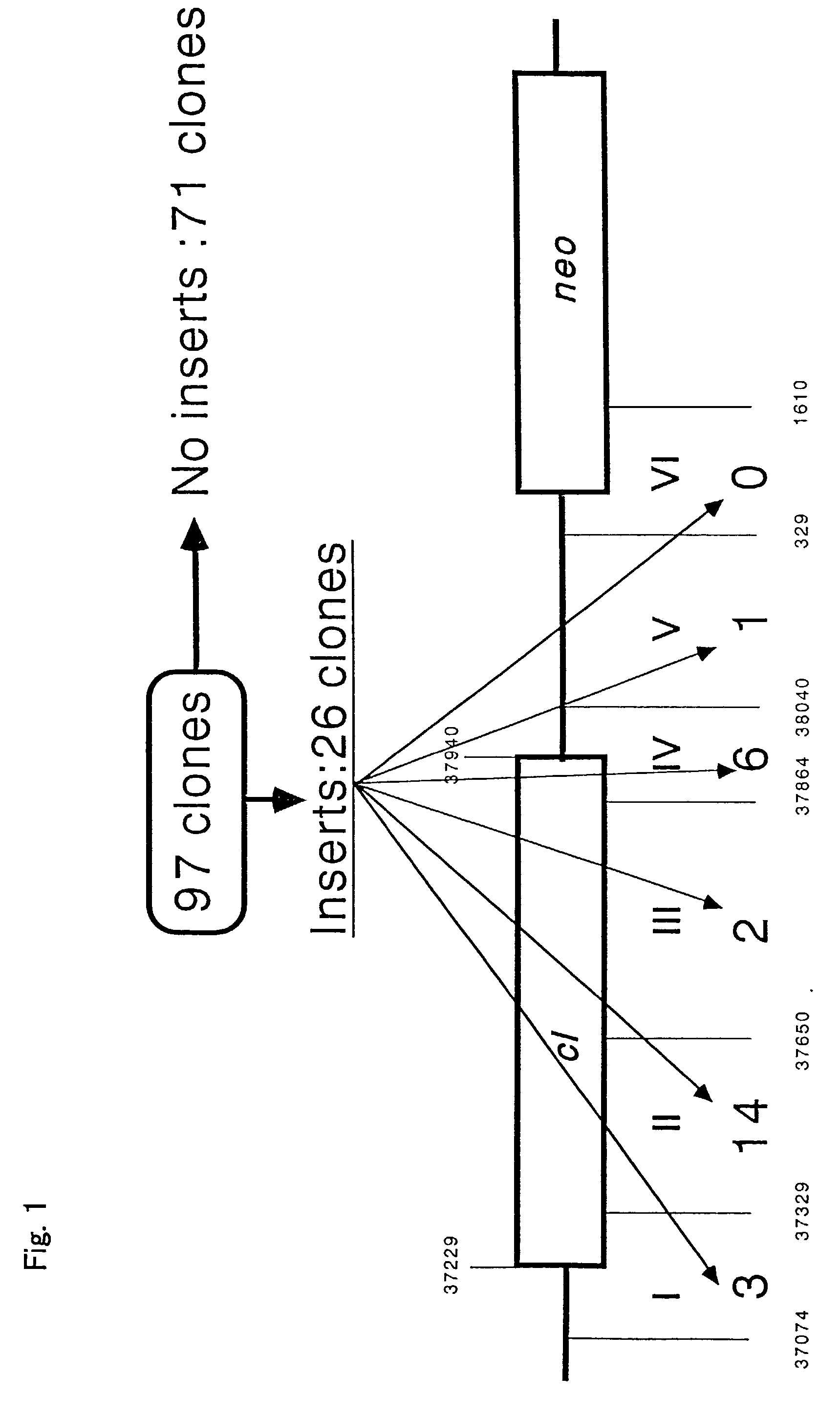 Insertion sequence element derived from ralstonia solanacearum