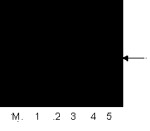 Method for rapid genetic transformation by utilizing mature millet seeds