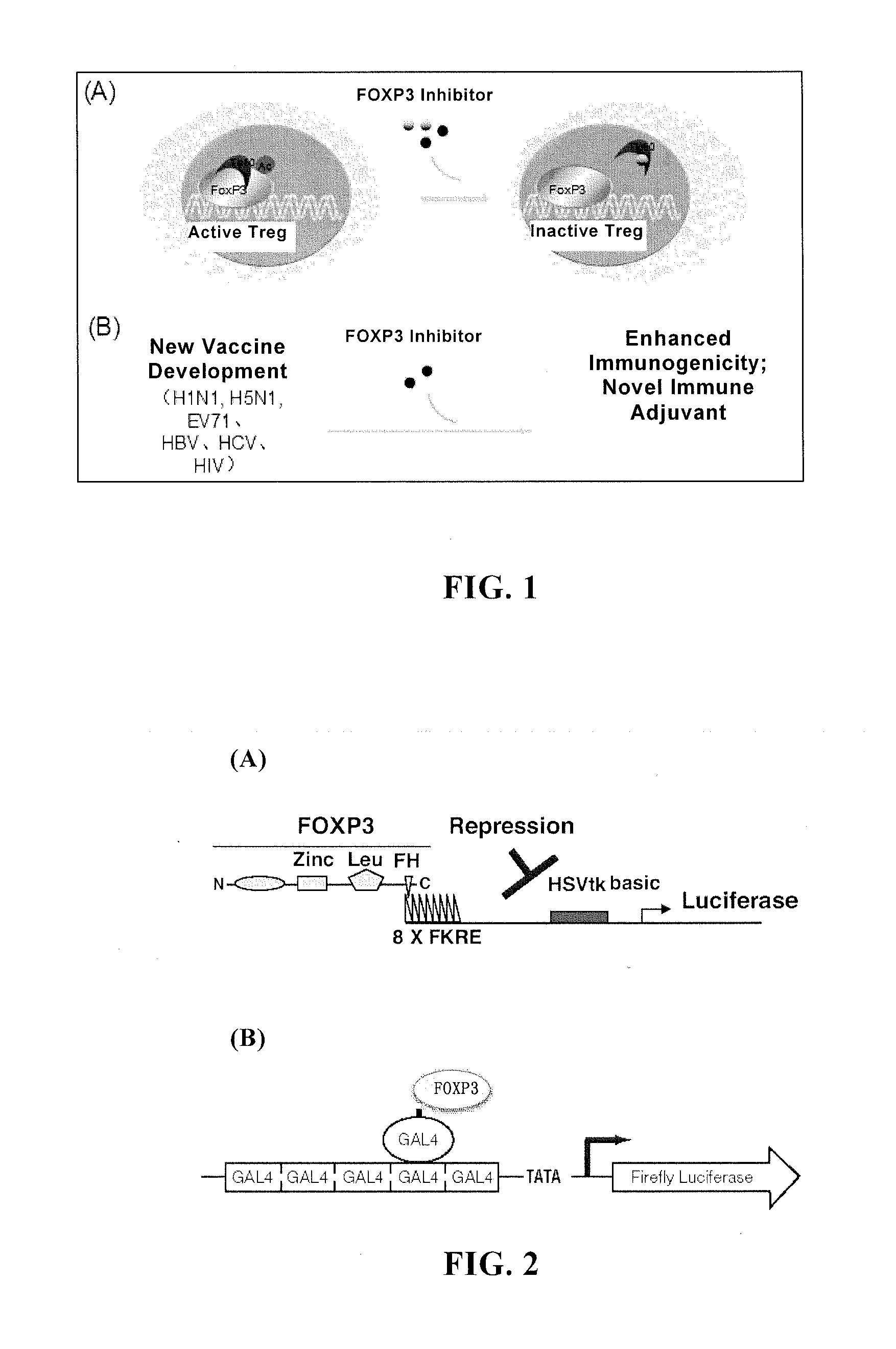 Regulatory factor of foxp3 and regulatory t cells and use thereof