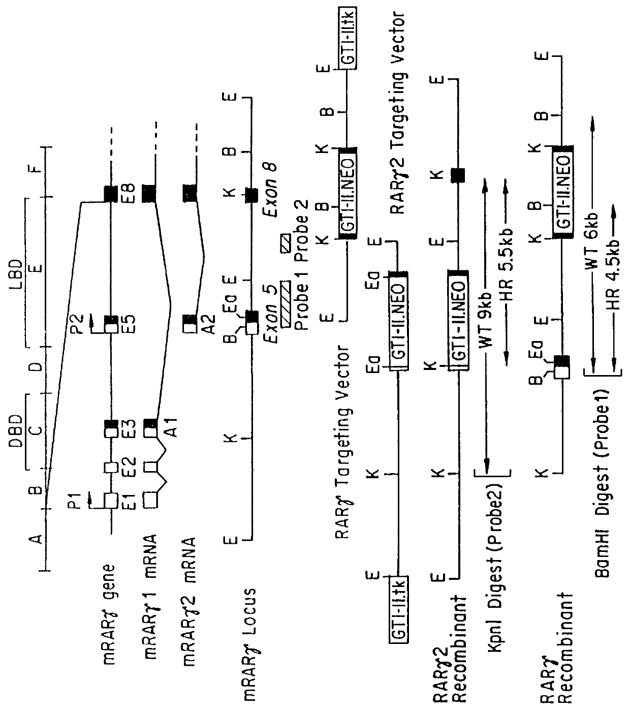 Genetically engineered mice and cell lines containing alterations in the genes encoding retinoic acid receptor and retinoid X receptor proteins