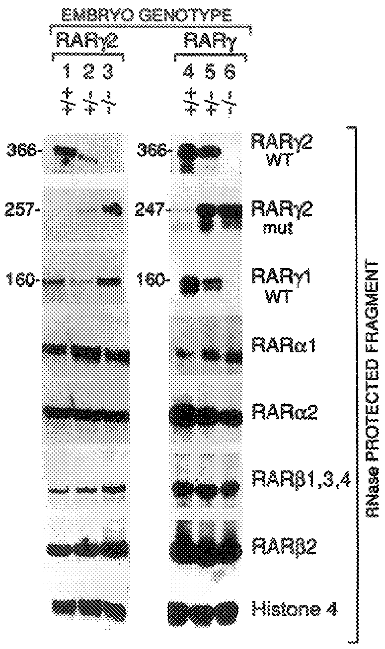 Genetically engineered mice and cell lines containing alterations in the genes encoding retinoic acid receptor and retinoid X receptor proteins