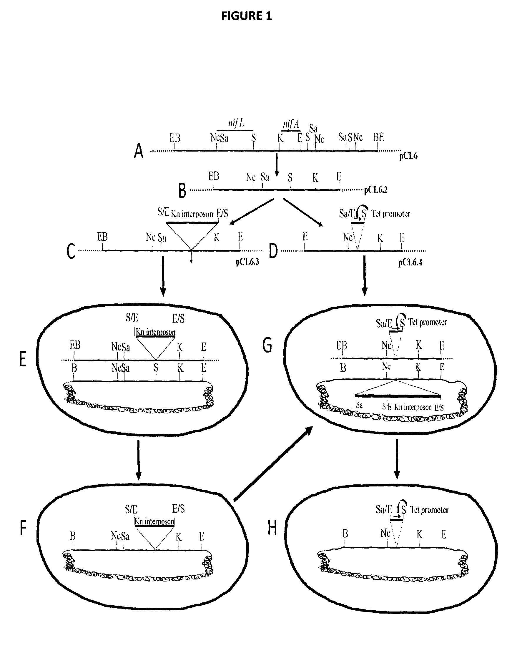 Recombinant nitrogen fixing microorganism and uses thereof