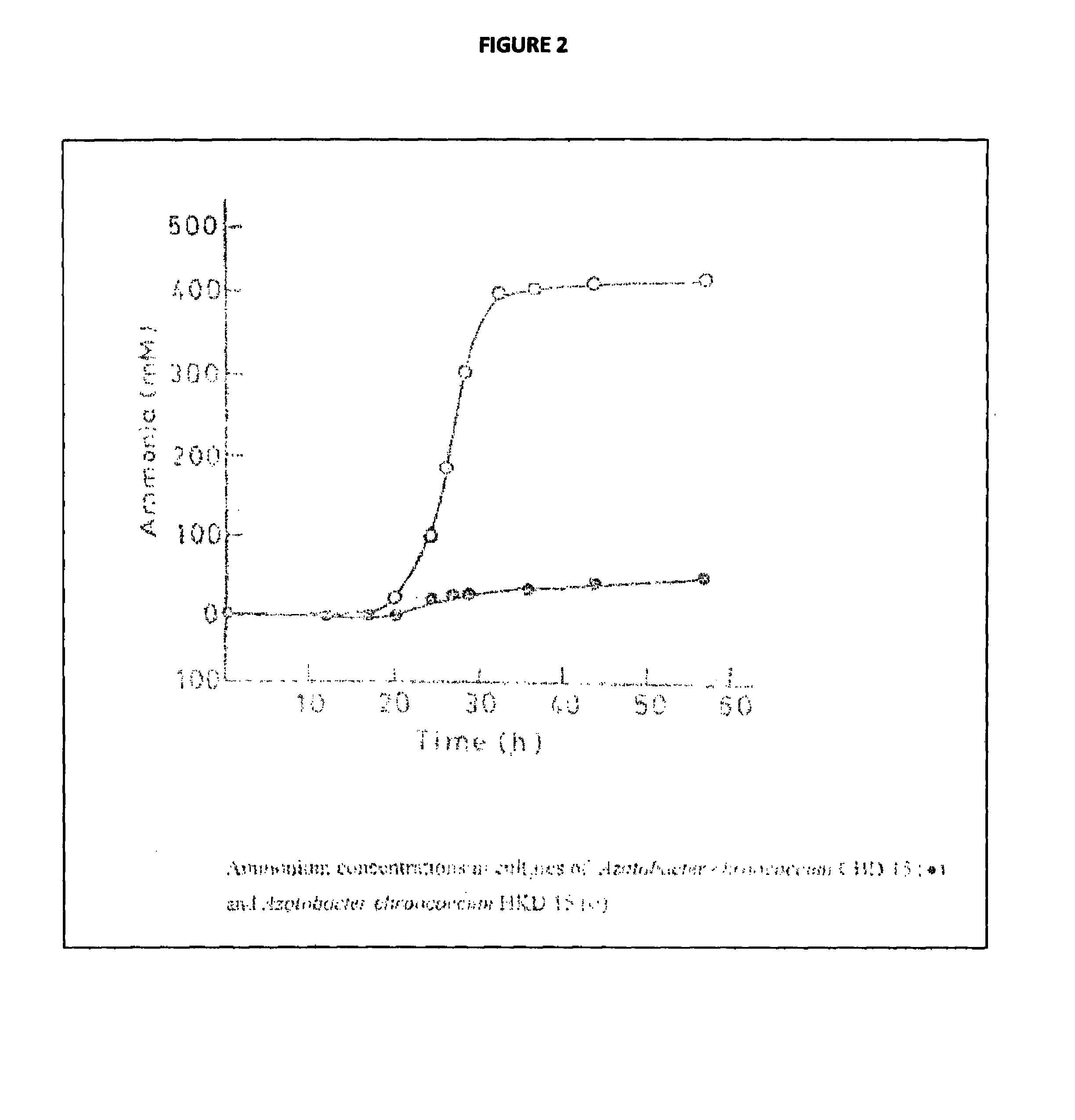 Recombinant nitrogen fixing microorganism and uses thereof