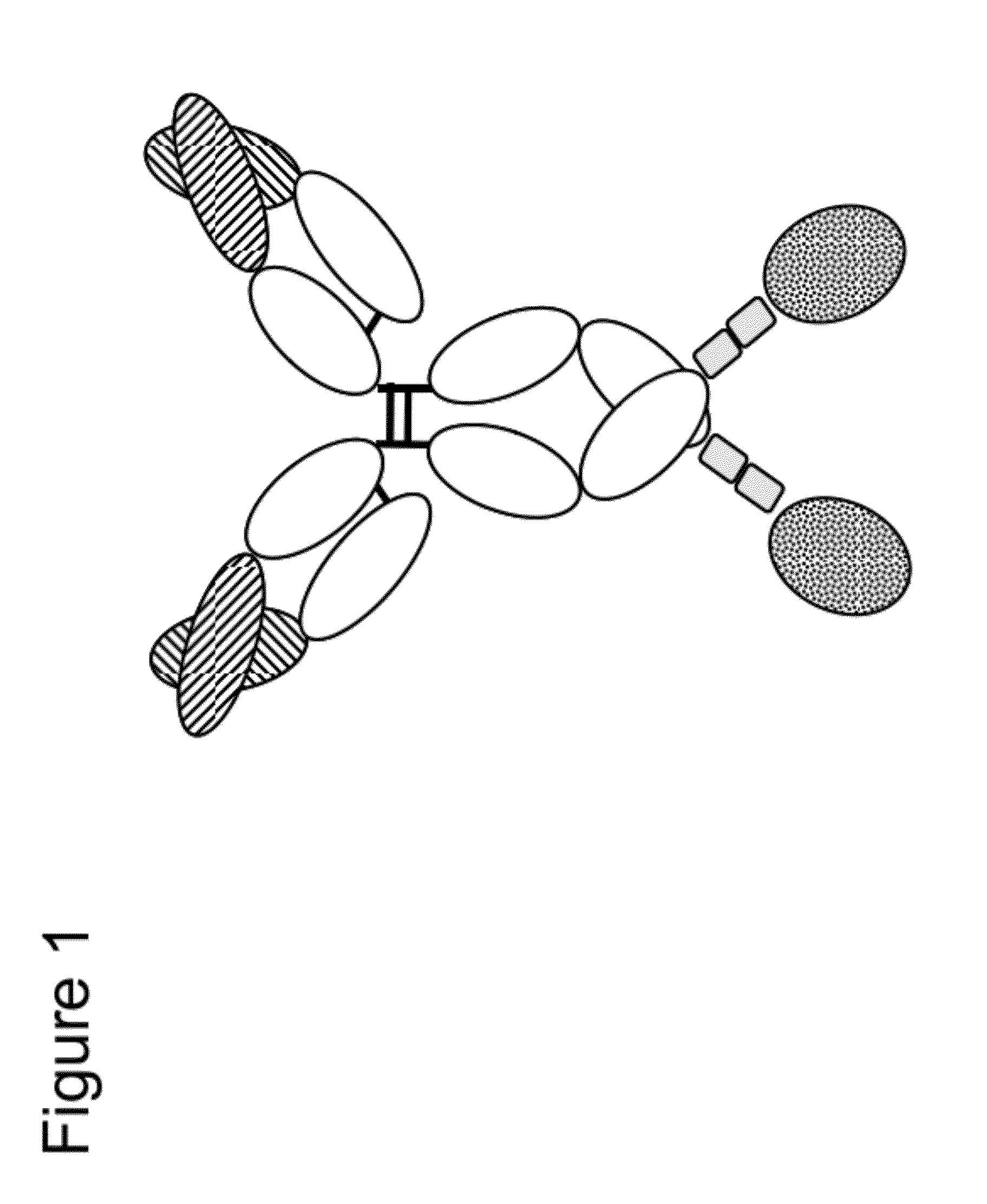 Novel immunoconjugates