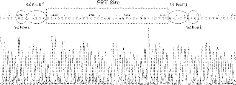 Method for efficiently producing recombinant proteins in mammary glands by utilizing artificial chromosomes