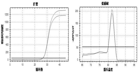 A rapid dna identification method for ivory and its products