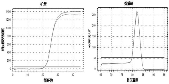 A rapid dna identification method for ivory and its products