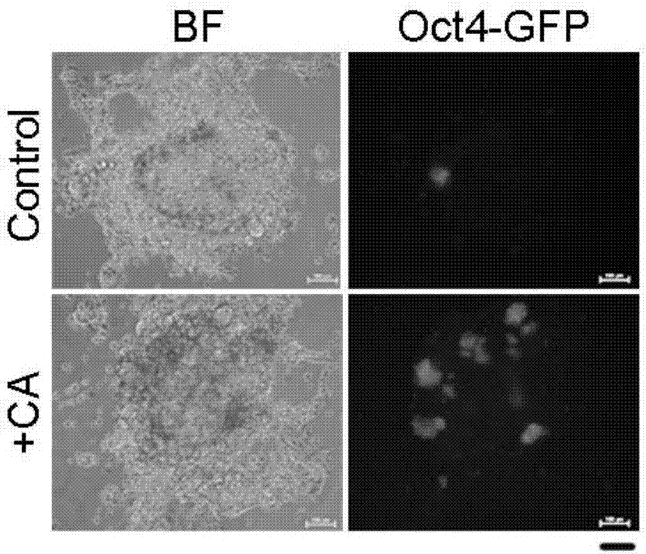 Method for activating two-cell-stage genes such as Zscan4 by virtue of crotonic acid and lengthening telomeres to improve chemically induced reprogramming efficiency