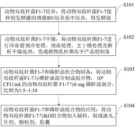 Preparation method and application of bifidobacterium animalis F1-7 and Euphausia superba oil composition for improving atherosclerosis lipid metabolism