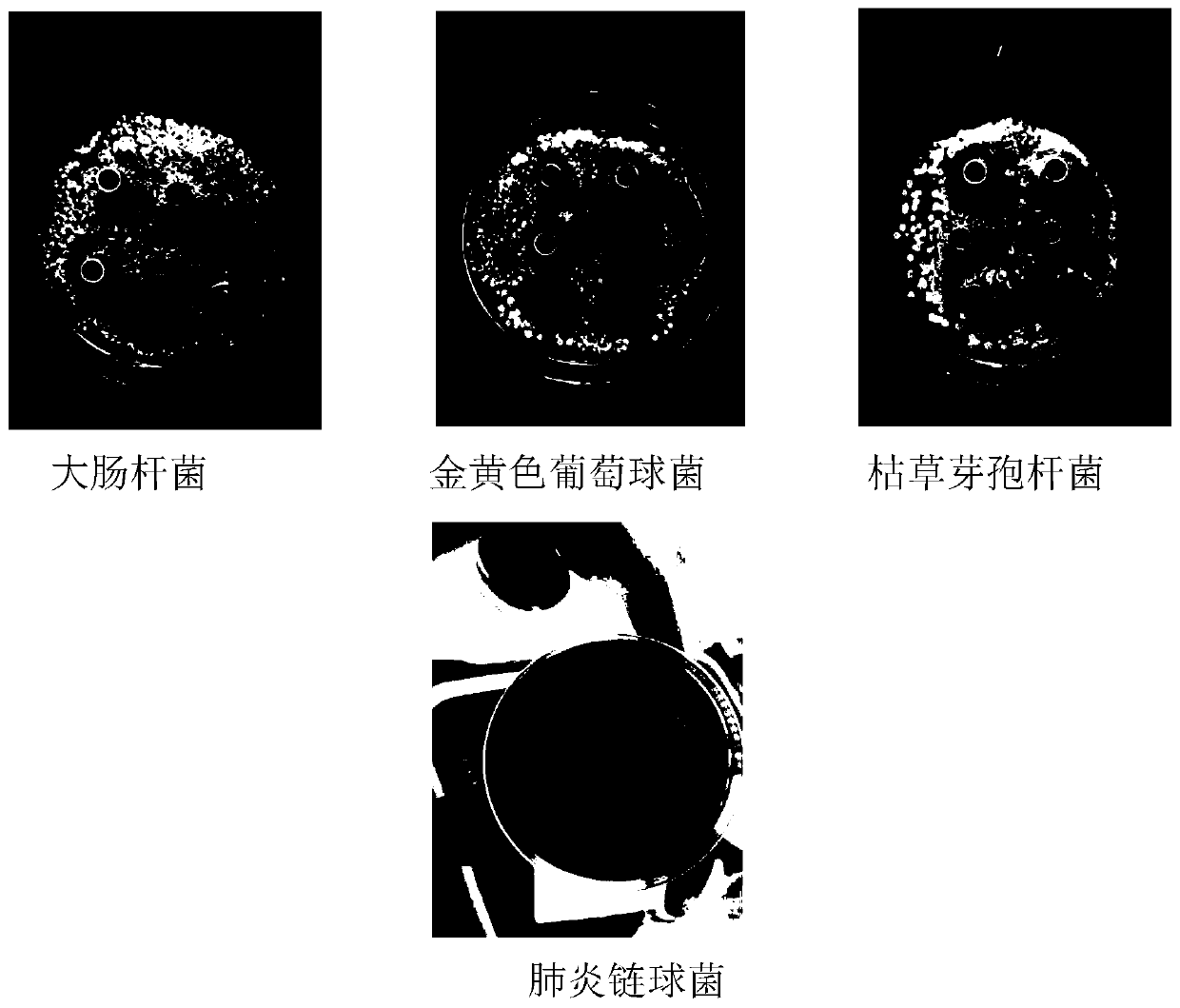 Traditional Chinese medicine composition for treating respiratory diseases of animals