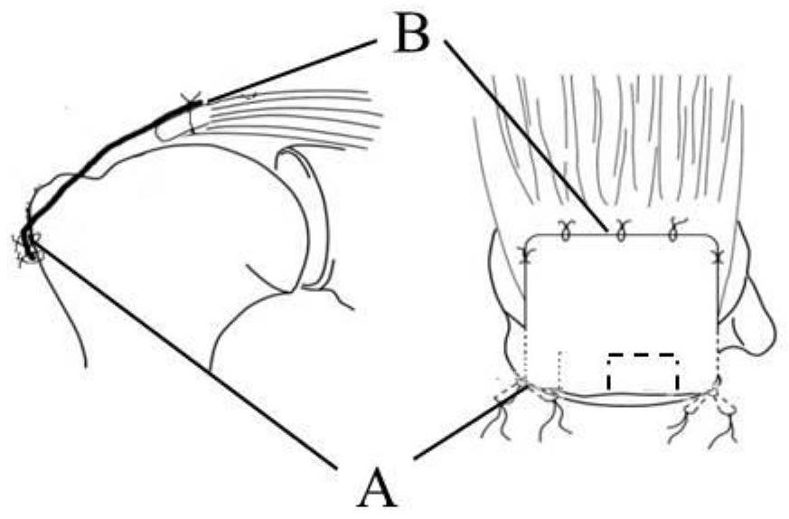 Sleeve patch and preparation method thereof