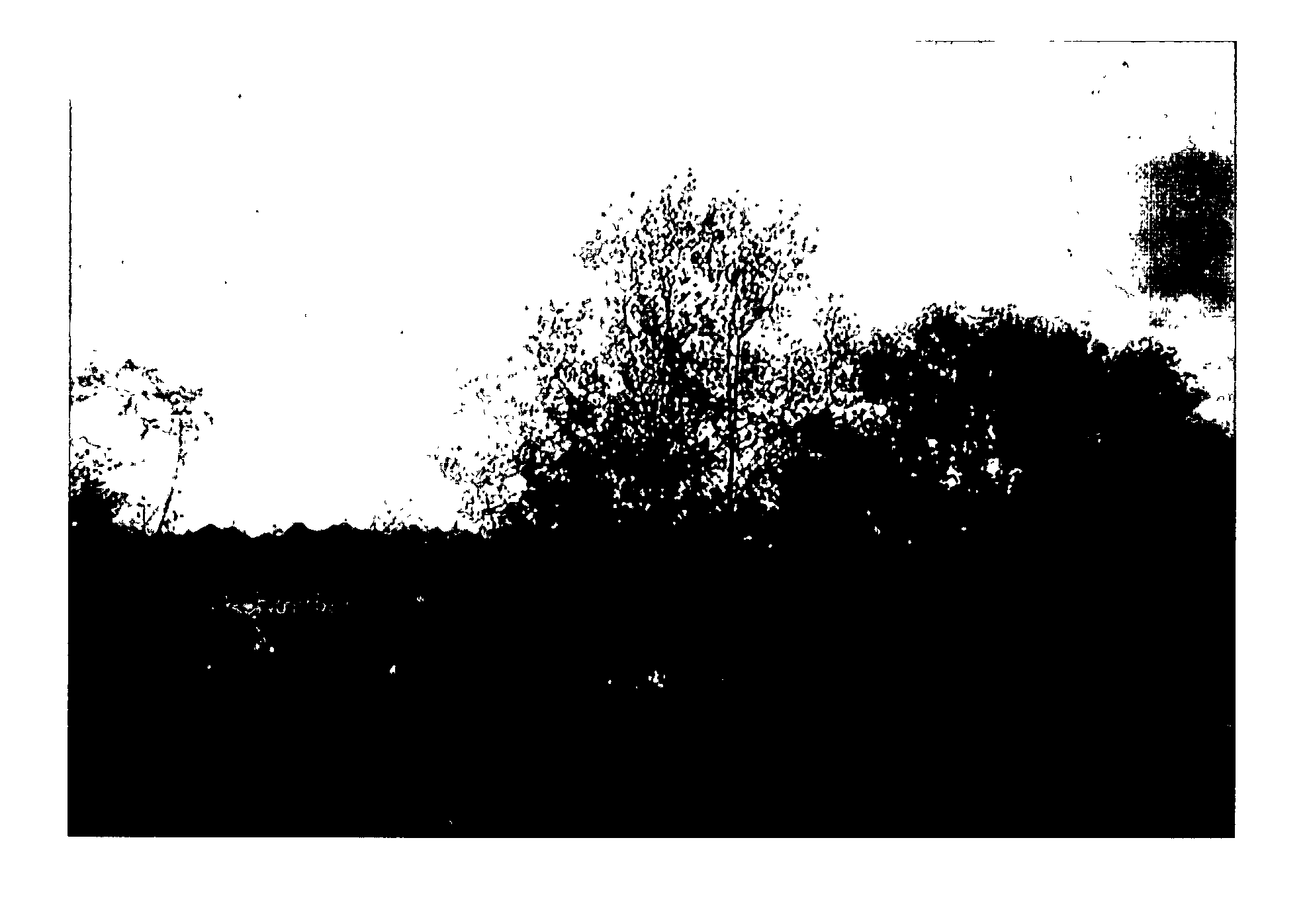 Biologically active chloroform fraction of an extract obtained from a mangrove plant Salvadora persica L