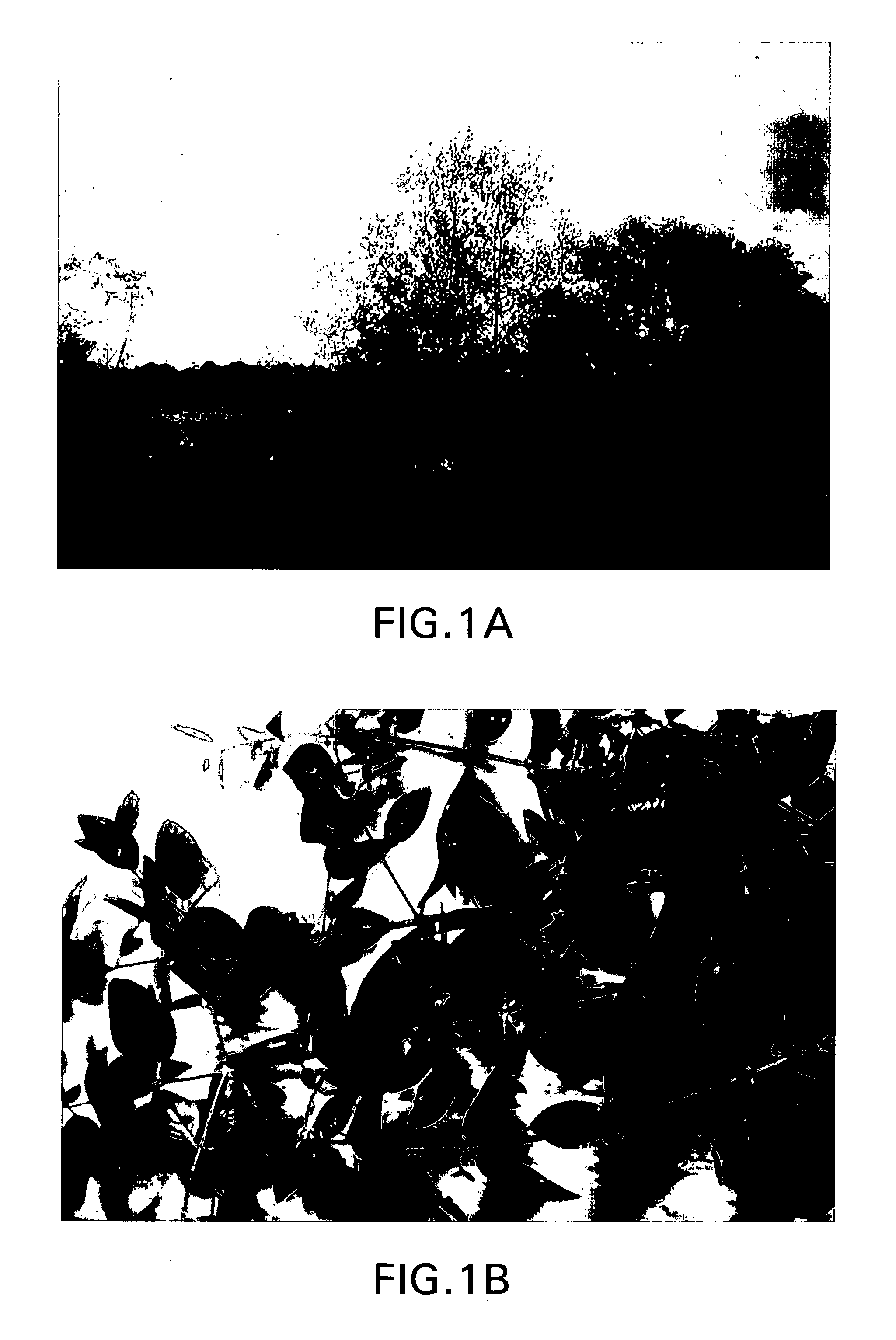 Biologically active chloroform fraction of an extract obtained from a mangrove plant Salvadora persica L