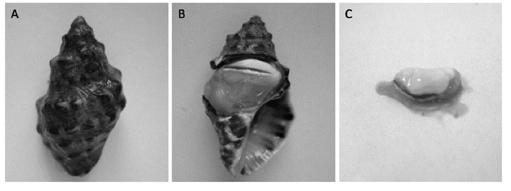 A kind of snail extract containing 6-bromoindolindione and its preparation method and its anticancer application