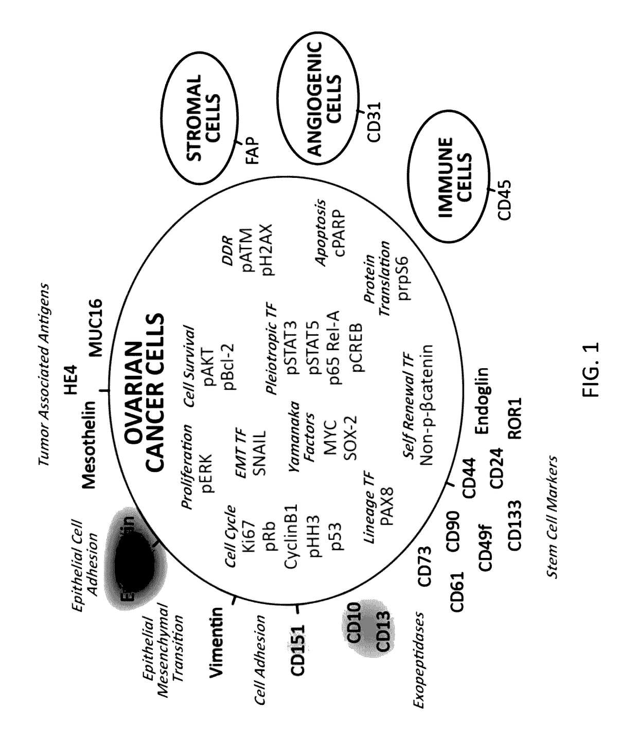 Methods of prognosis and diagnosis of ovarian cancer