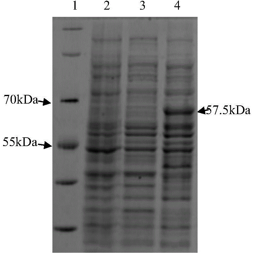 Eimeria tenella gametophyte antigen gam59 gene and application thereof