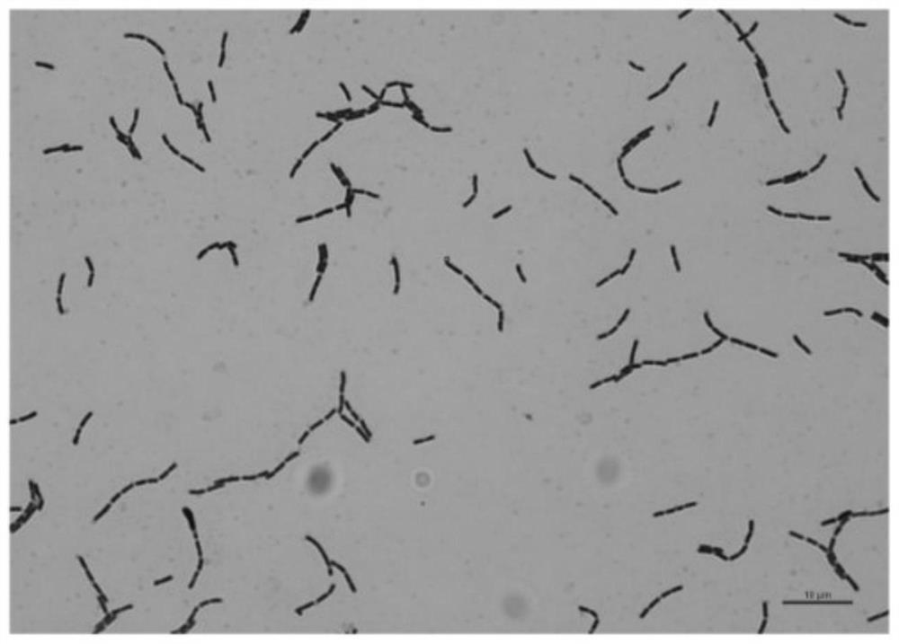 Lactobacillus rhamnosus and application thereof