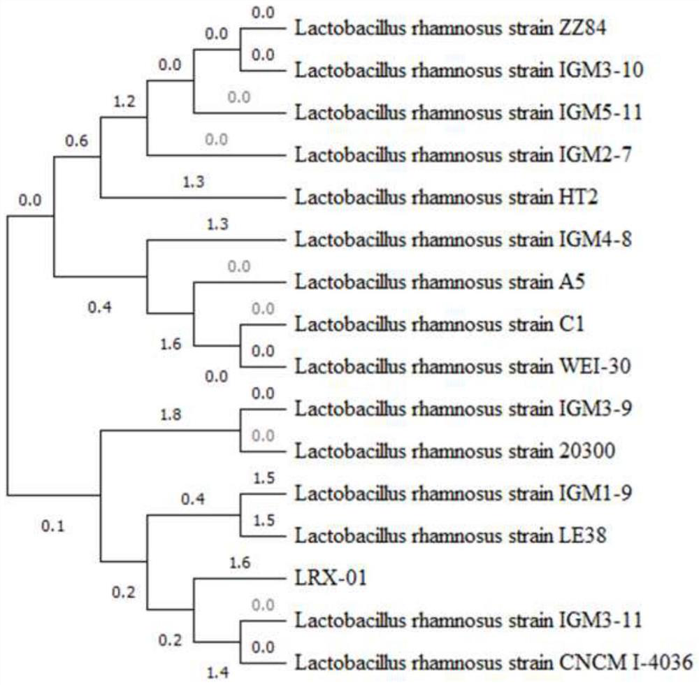 Lactobacillus rhamnosus and application thereof