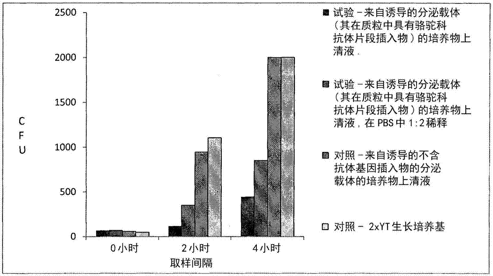 Expression of a single chain antibody against salmonella in lactobacillus