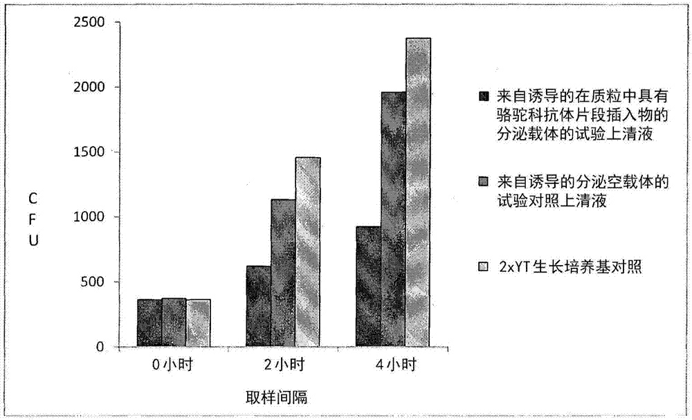 Expression of a single chain antibody against salmonella in lactobacillus