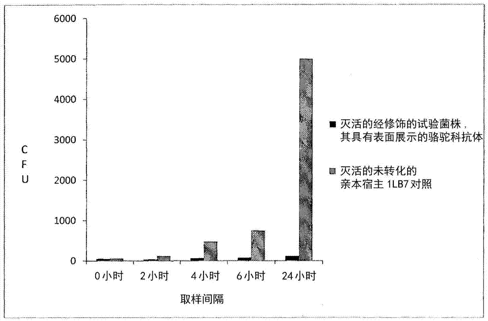 Expression of a single chain antibody against salmonella in lactobacillus