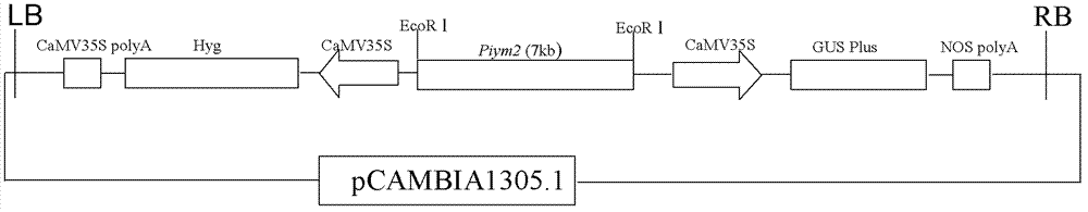 Rice blast resistance gene Piym2 and application thereof