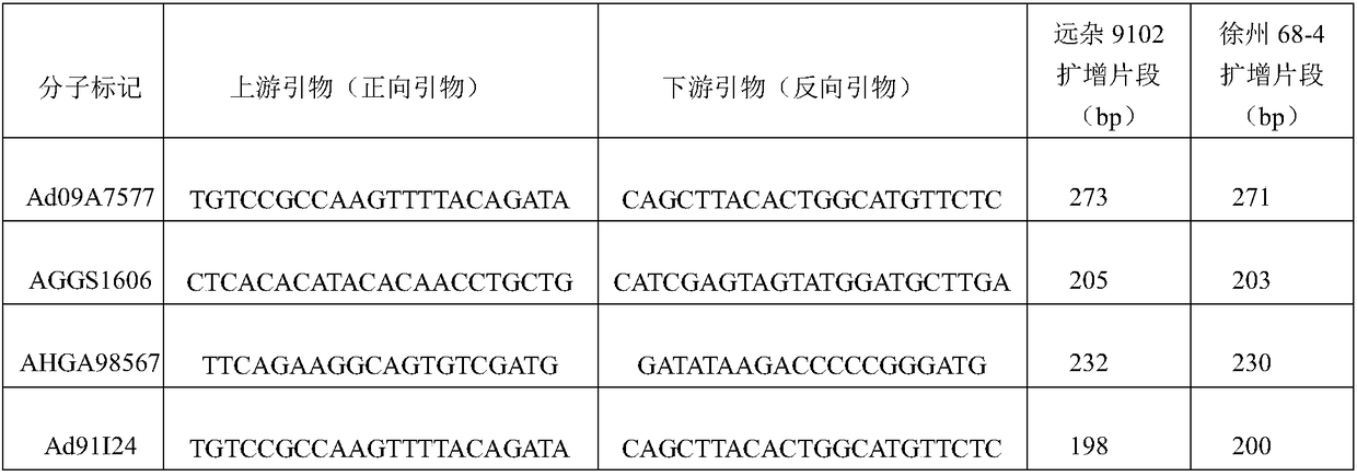 Molecular markers for peanut kernel yield major QTL (quantitative trait locus) and application thereof