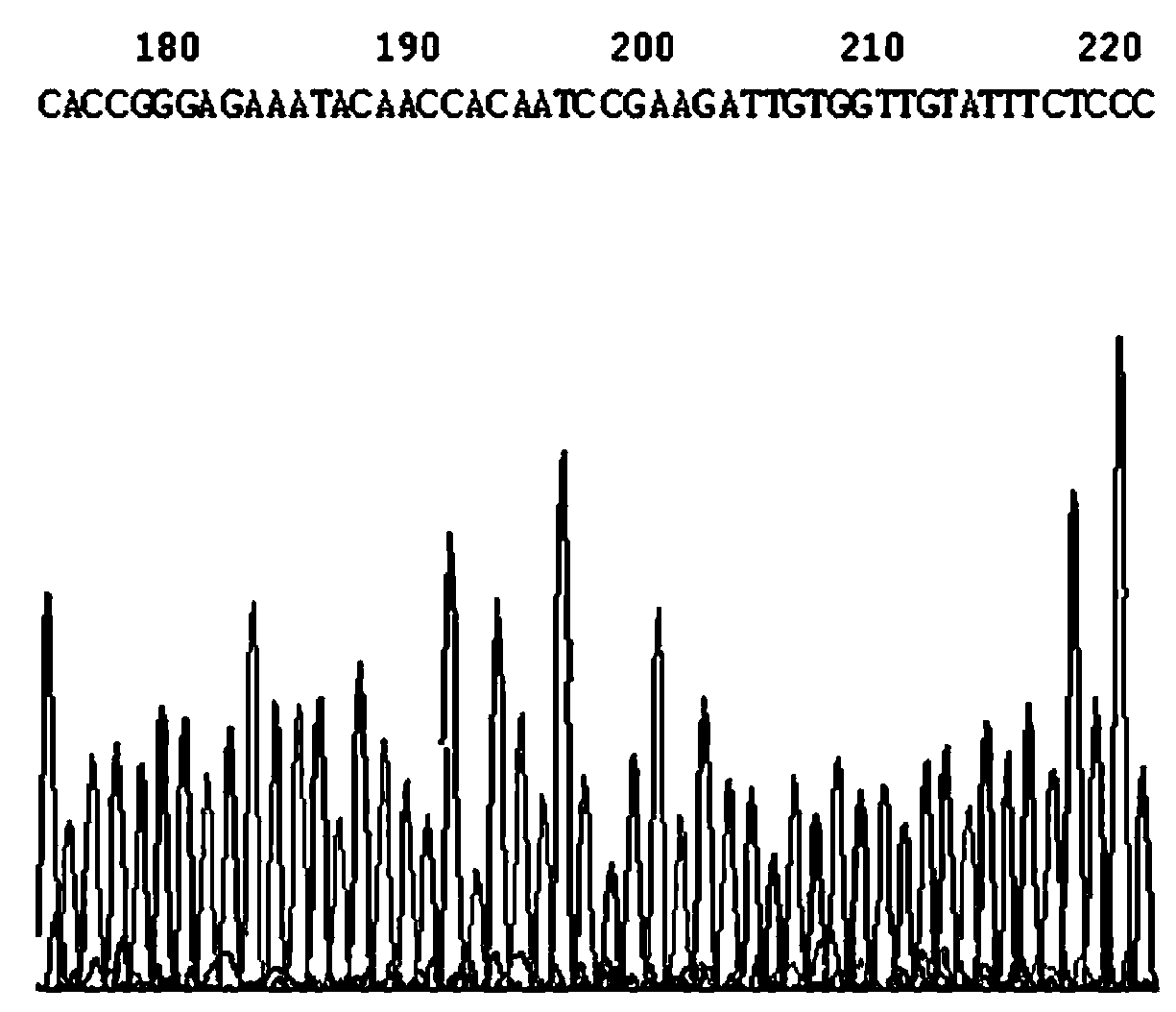 NS5B303shRNA (Short Hairclip Ribonucleic Acid) for inhibiting hog cholera virus replication and preparation method of NS5B303shRNA