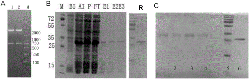 Lung cancer-targeting conjugate medicine cdGIGPQc-ScFvalphavbeta3