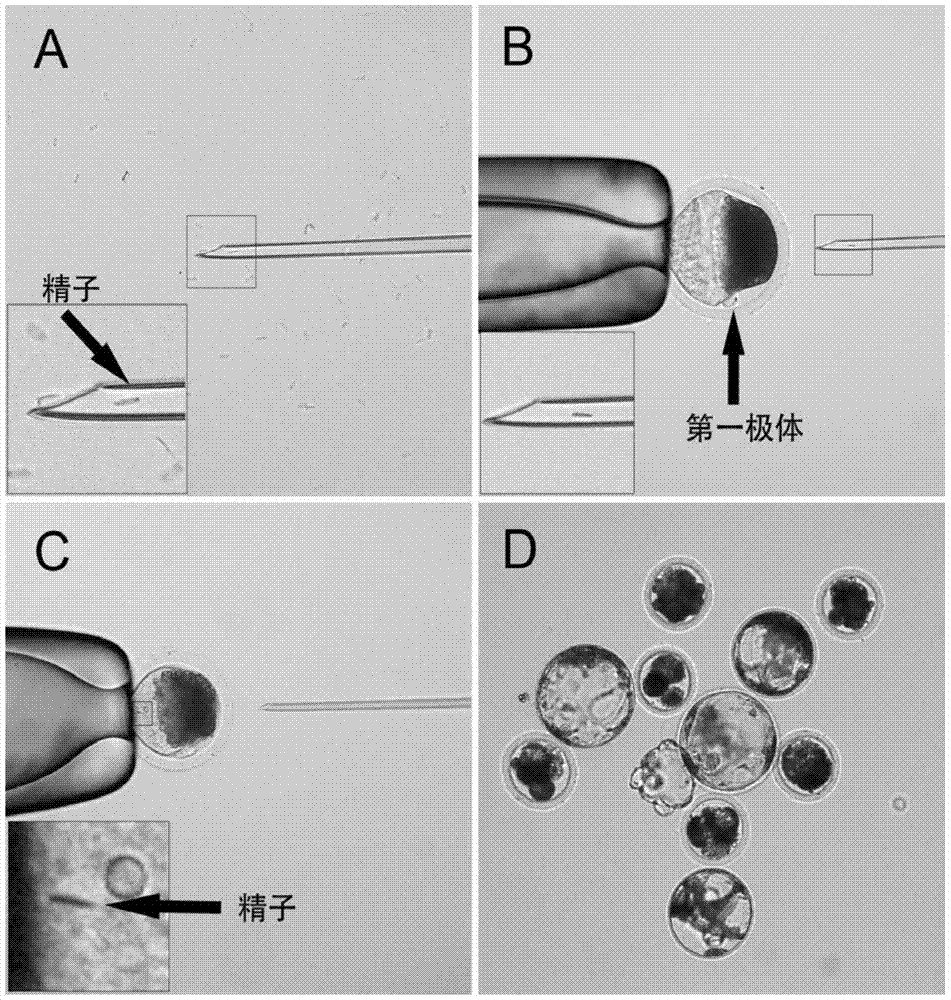 A method of pig icsi operation