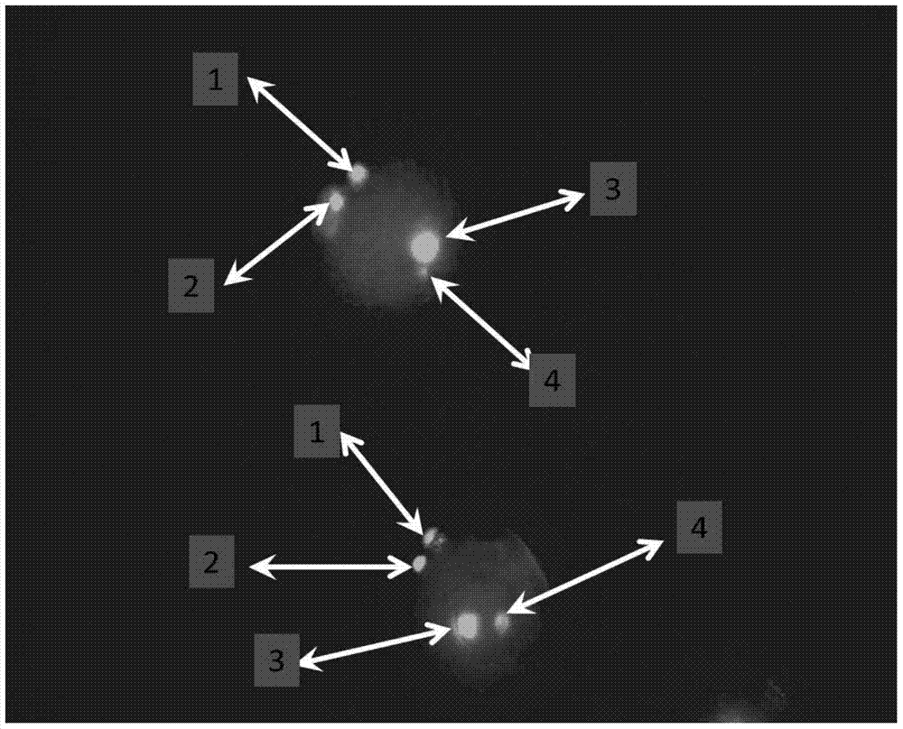 A method of pig icsi operation