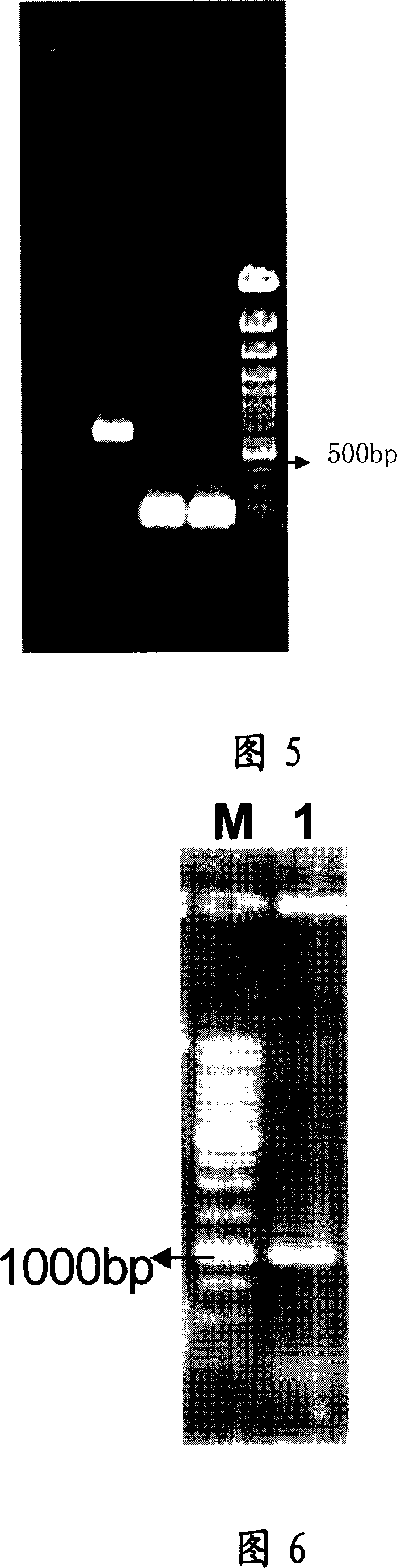 Refractory metal prolease gene engineering bacterium and acquiring method therefor