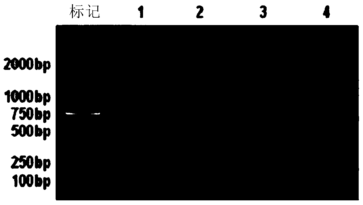 Purine nucleoside phosphorylase and preparation method thereof