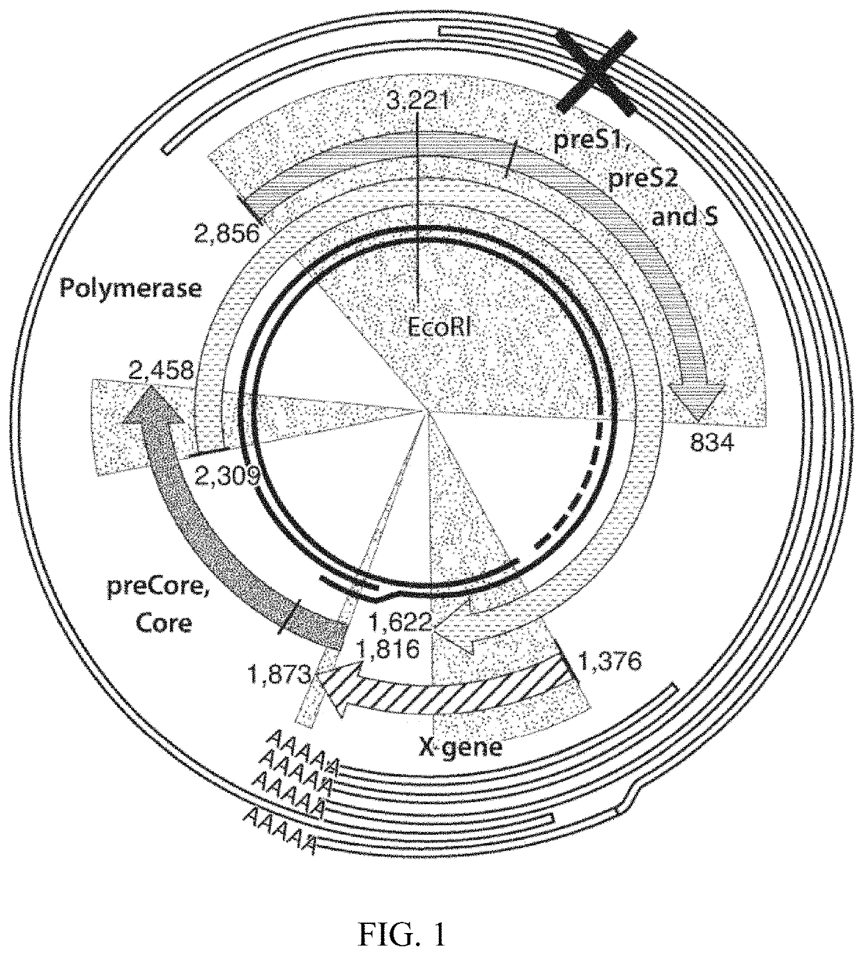 Methods for treating hepatitis B infection