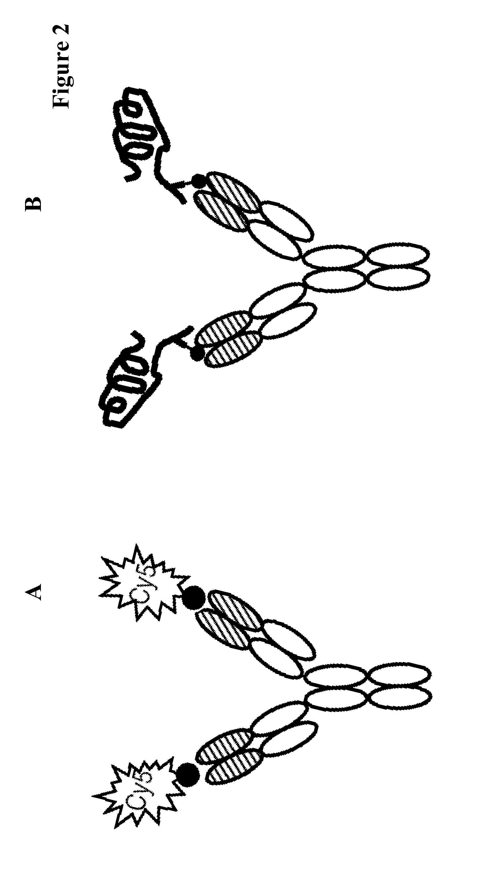 Covalently linked antigen-antibody conjugates