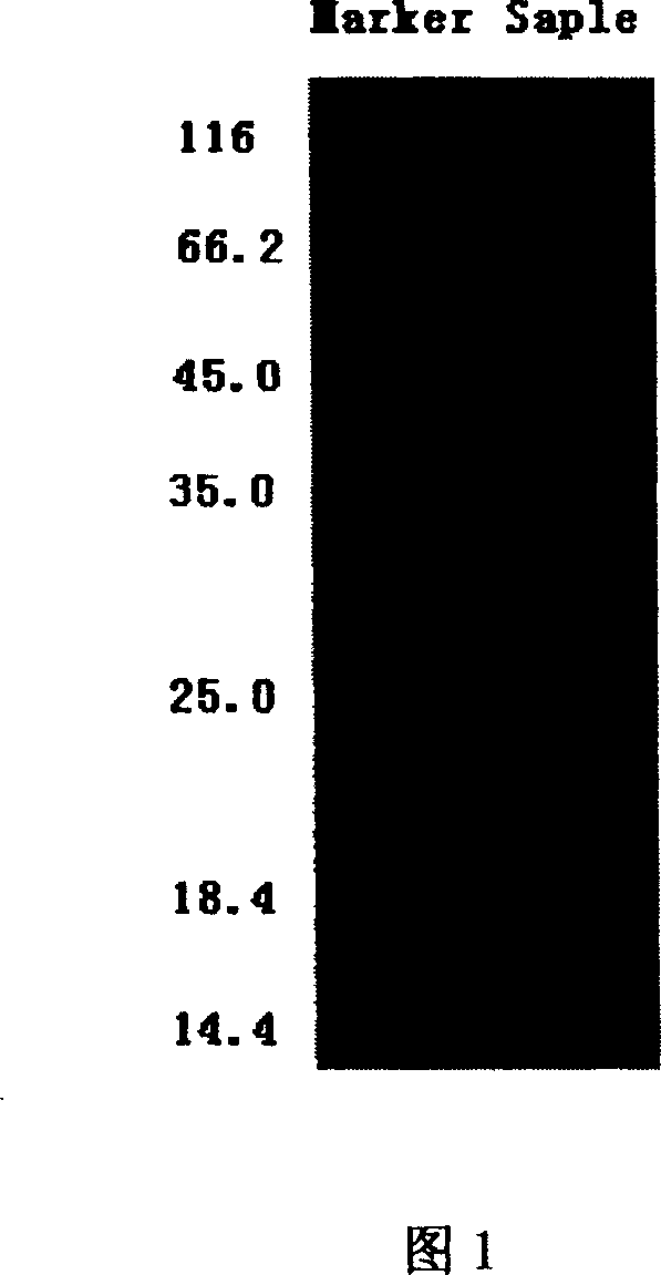 Anti-cancer active protein of syngnathus