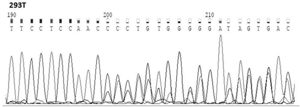 Lmna gene knockout cell line constructed based on CRISPR/Cas9 technology