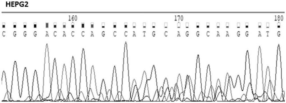 Lmna gene knockout cell line constructed based on CRISPR/Cas9 technology