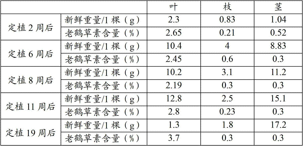 Separation and purification method for erodium stephanianum willd element in erodium stephanianums and application of separated highly-purified erodium stephanianum willd element