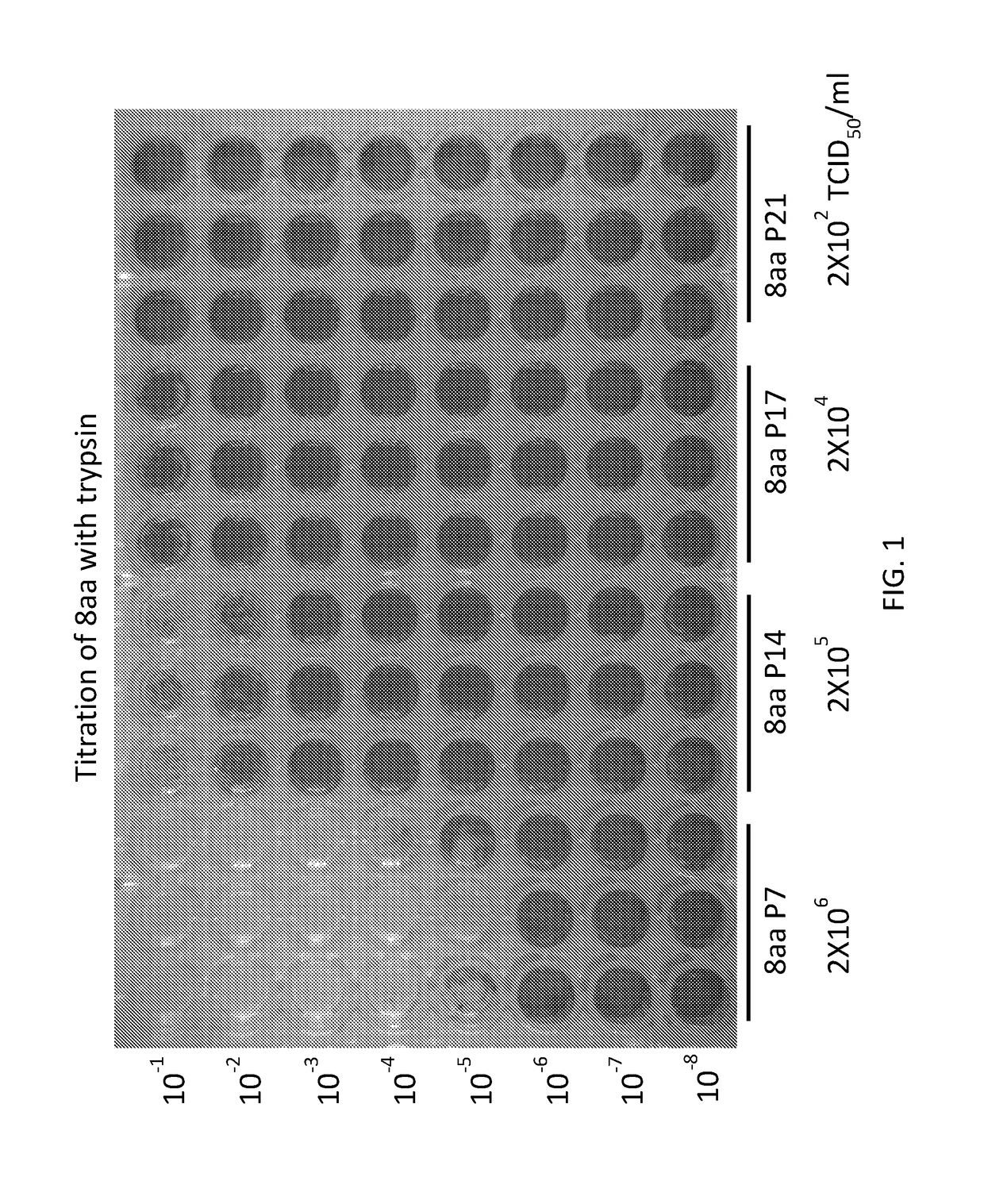 Vaccines for porcine epidemic diarrhea virus infections