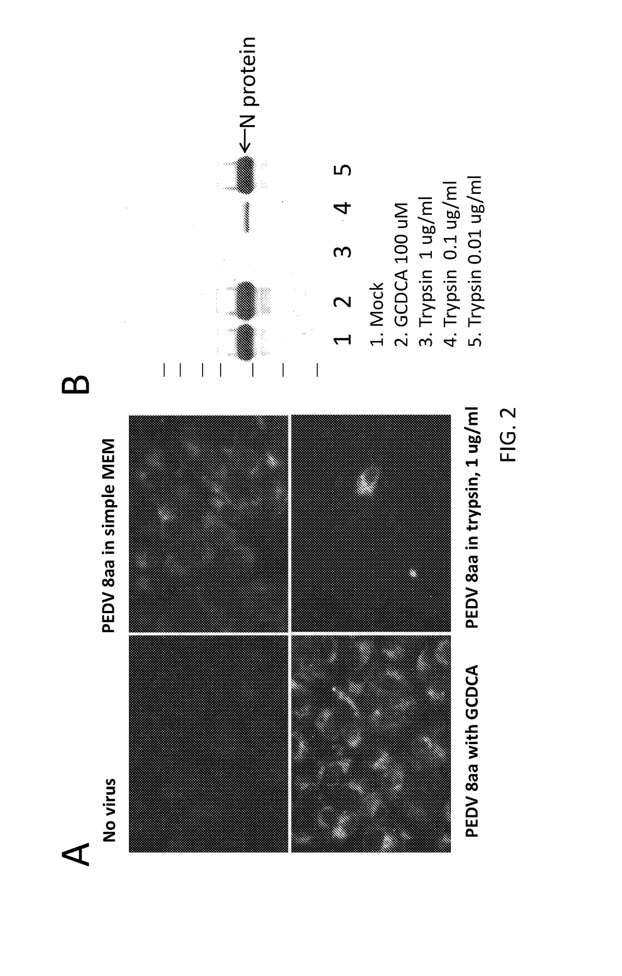 Vaccines for porcine epidemic diarrhea virus infections