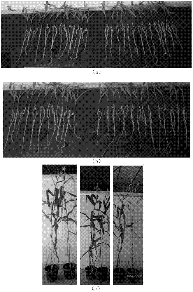 Trichoderma biological granule and its preparation method and application