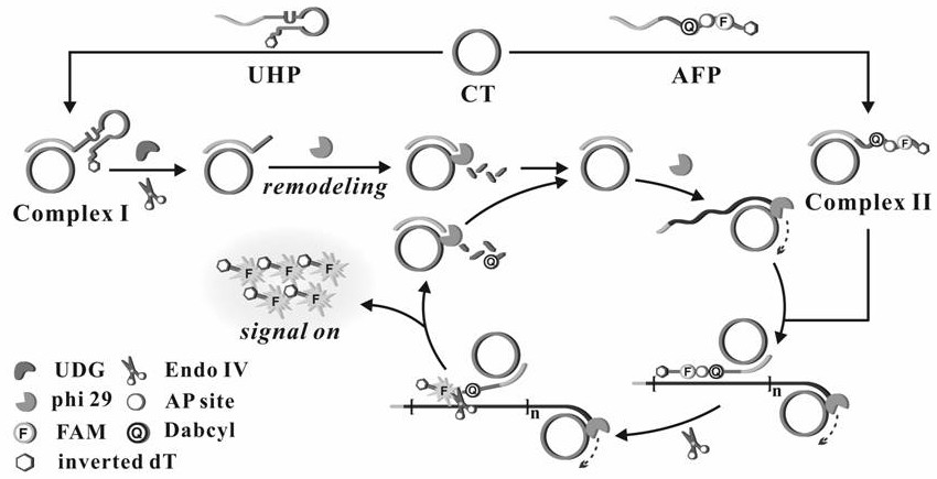 A fluorescent biosensor for detecting dna glycosylase udg and its preparation method