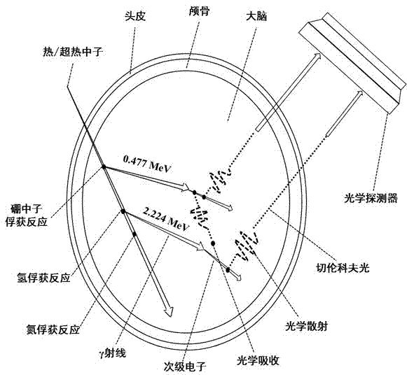 Boron neutron capture therapy dose measuring method