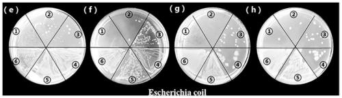 Compound quercetin antibacterial nanoemulsion and preparation method thereof