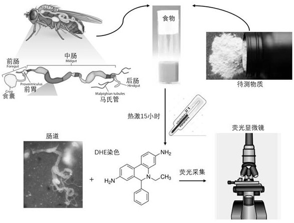 Method for in-vivo detection of antioxidant capacity of functional food or medicine and application