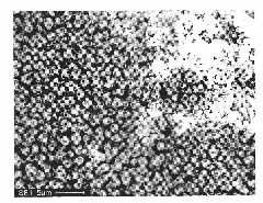 Al-Si alloy preplating bi-coordinating agent acidic zinc dipping solution and preparation method thereof