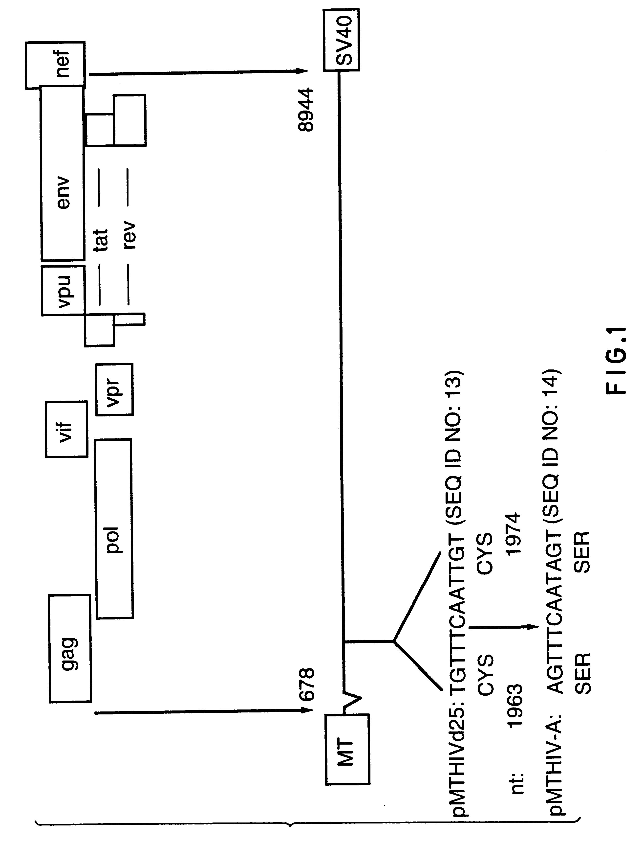 Antigenically-marked non-infectious retrovirus-like particles